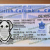 British Columbia Drivers License Template V1 11 british columbia drivers license template