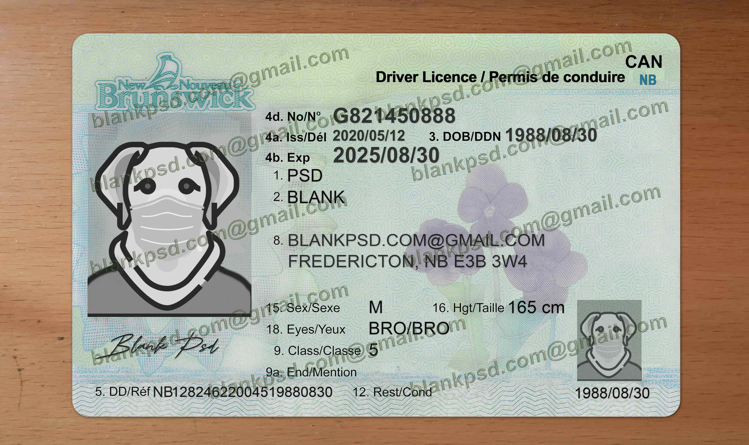 new brunswick drivers license template